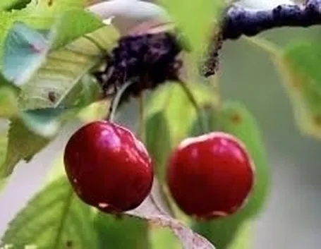 Ciliegio e albicocco