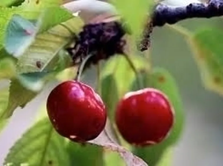 Ciliegio e albicocco