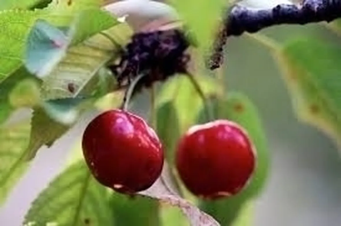 Ciliegio e albicocco