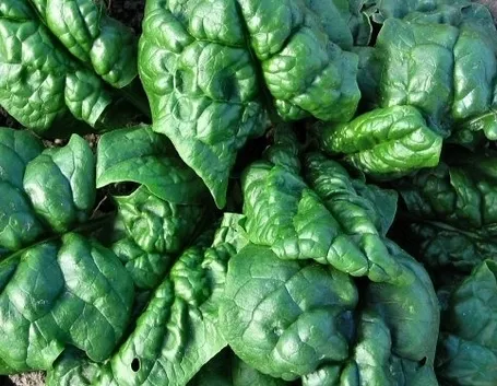Coltivare gli spinaci