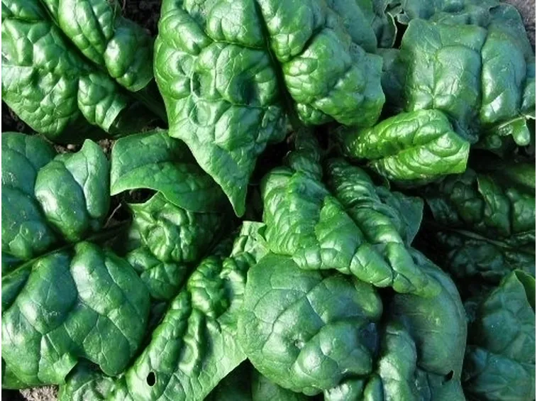 Coltivare gli spinaci