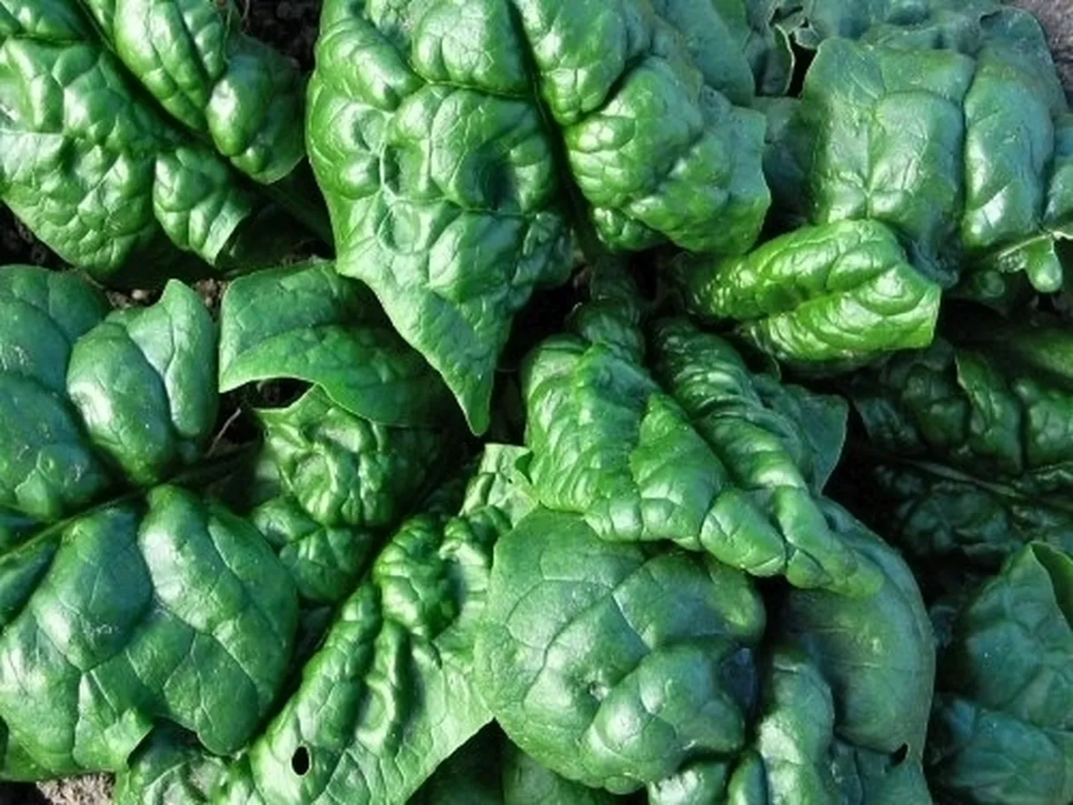 Coltivare gli spinaci