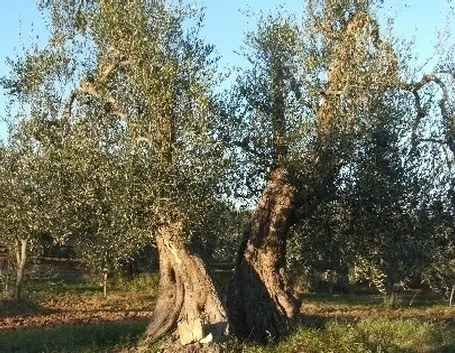 Coltivazione olivo