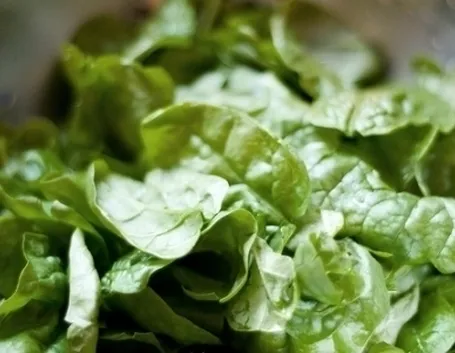 Come si coltivano gli spinaci nell’orto