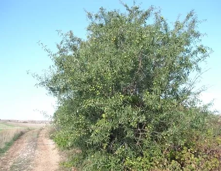 Delphinium o Speronella