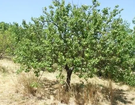 Domanda : albicocco e melo