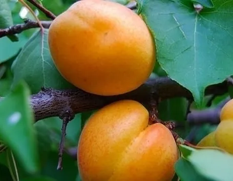 Domanda : albicocco