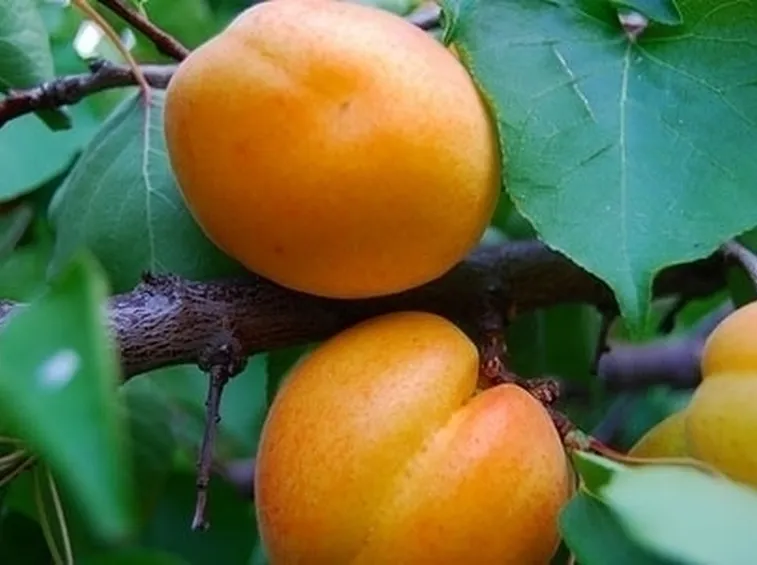 Domanda : albicocco