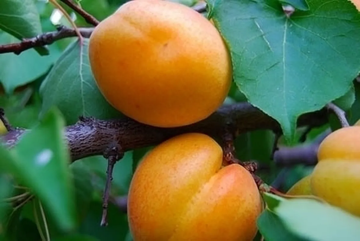 Domanda : albicocco