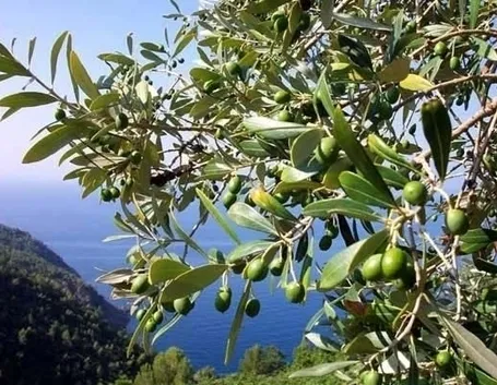 Domanda : bonsai di olivo