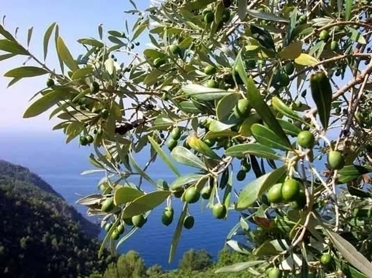 Domanda : bonsai di olivo