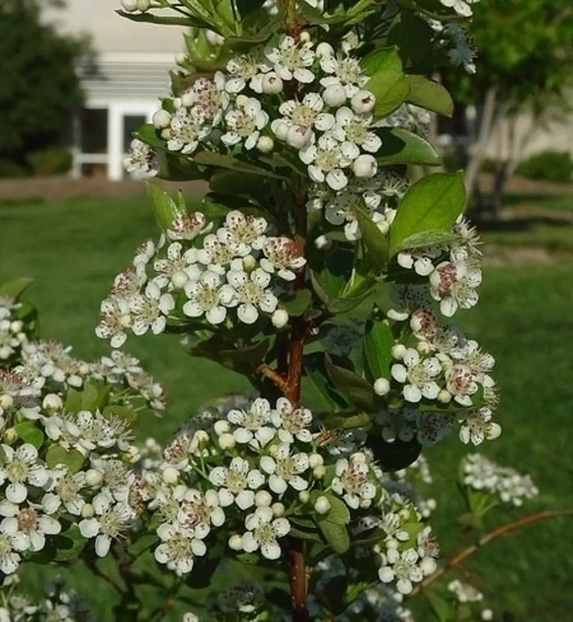 Domanda: cappero
