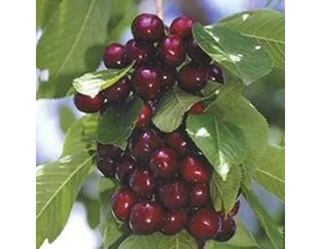 Domanda : ciliegio nano