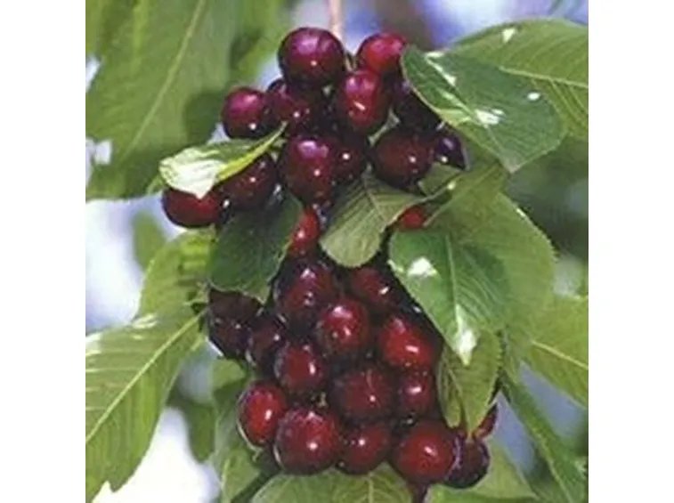 Domanda : ciliegio nano