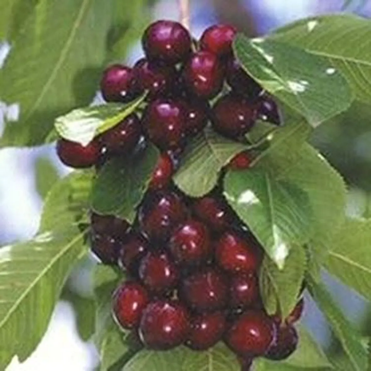 Domanda : ciliegio nano