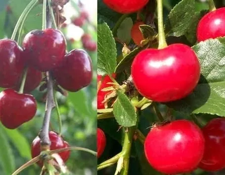 Domanda : ciliegio