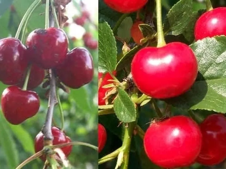 Domanda : ciliegio