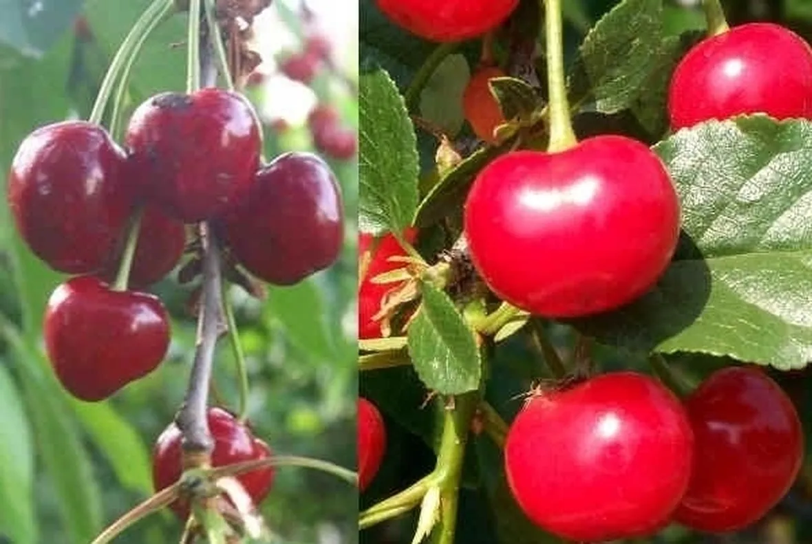 Domanda : ciliegio