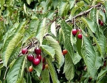 Domanda: Gommosi del ciliegio