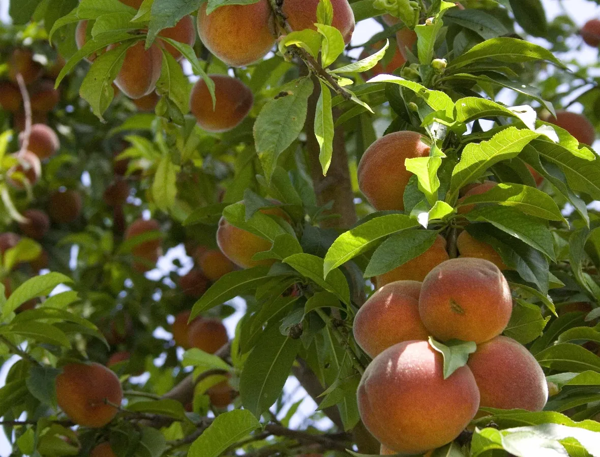 Domanda : Il pesco non fiorisce