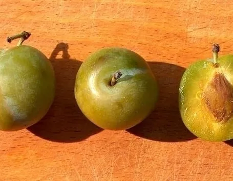 Domanda: susino