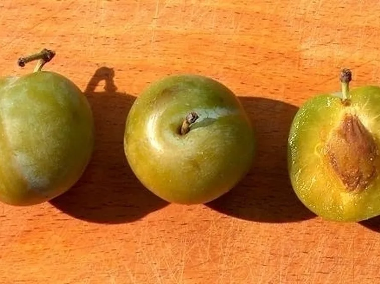Domanda: susino