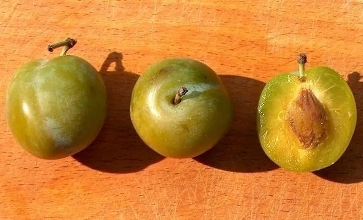 Domanda: susino