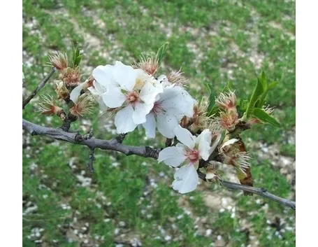 Fiore di mandorlo