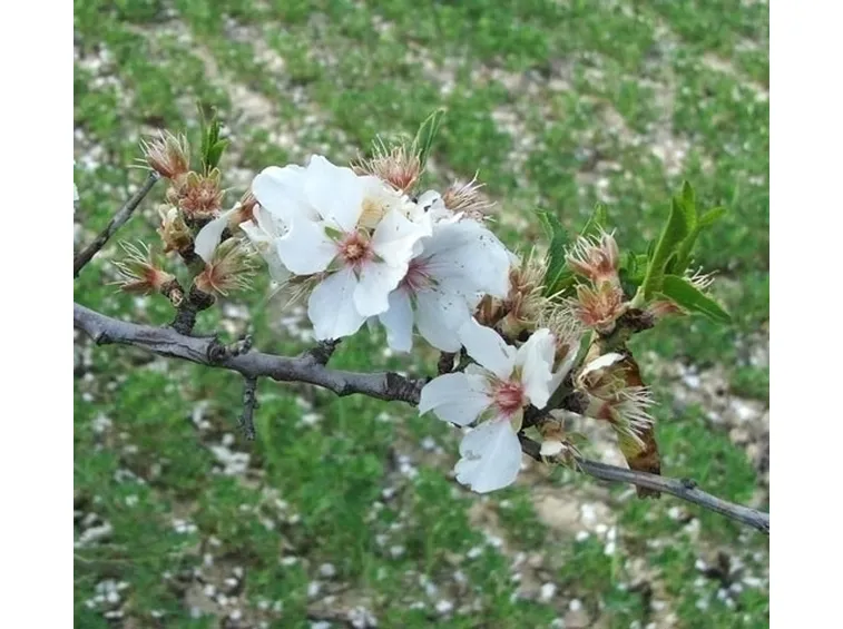 Fiore di mandorlo