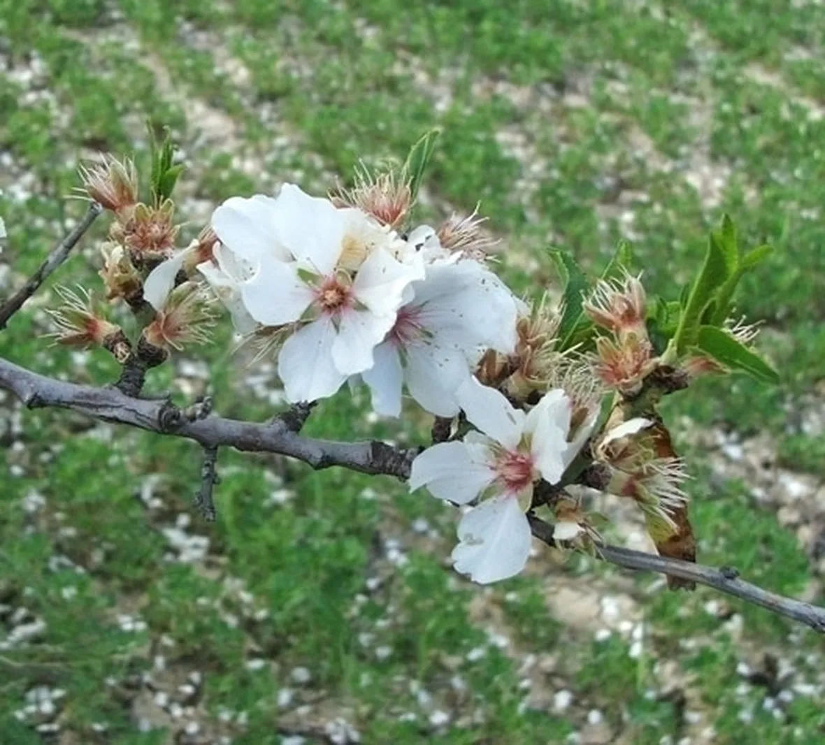Fiore di mandorlo