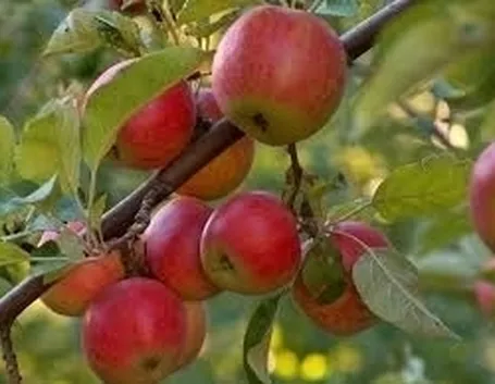 Il melone dei tuoi sogni