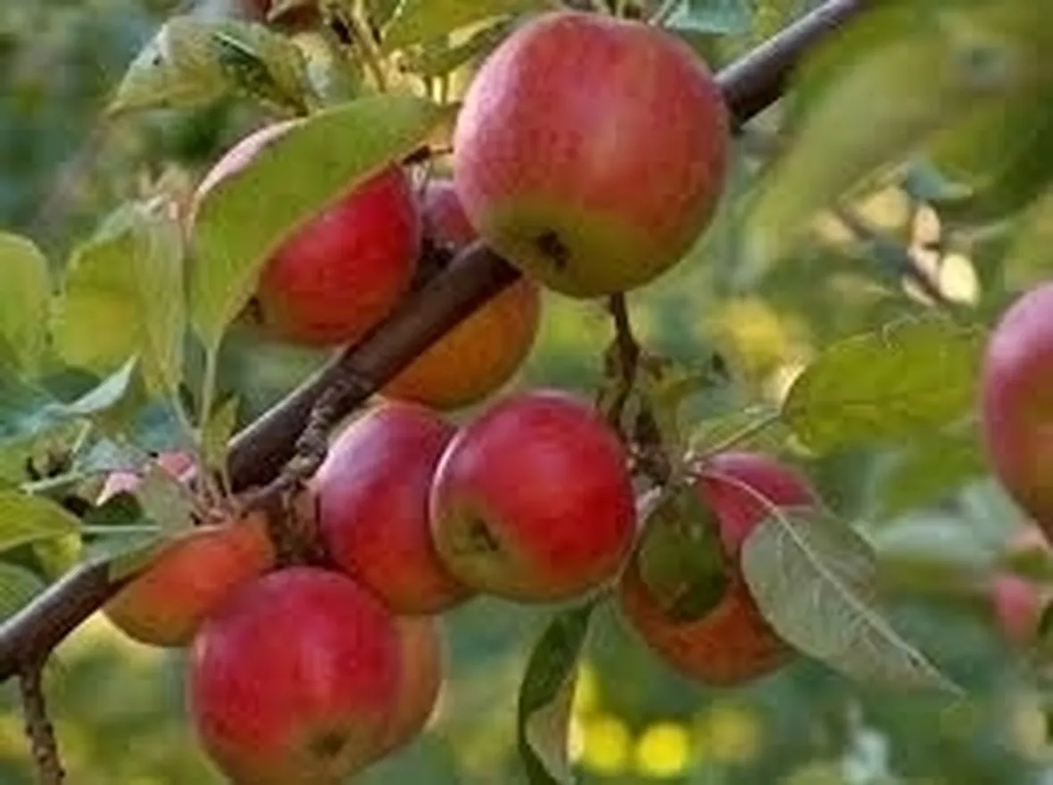 Il melone dei tuoi sogni