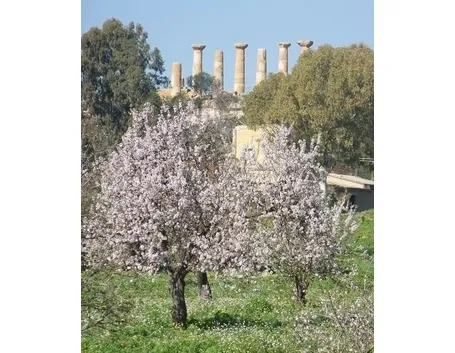 Le caratteristiche generali della pianta del mandorlo