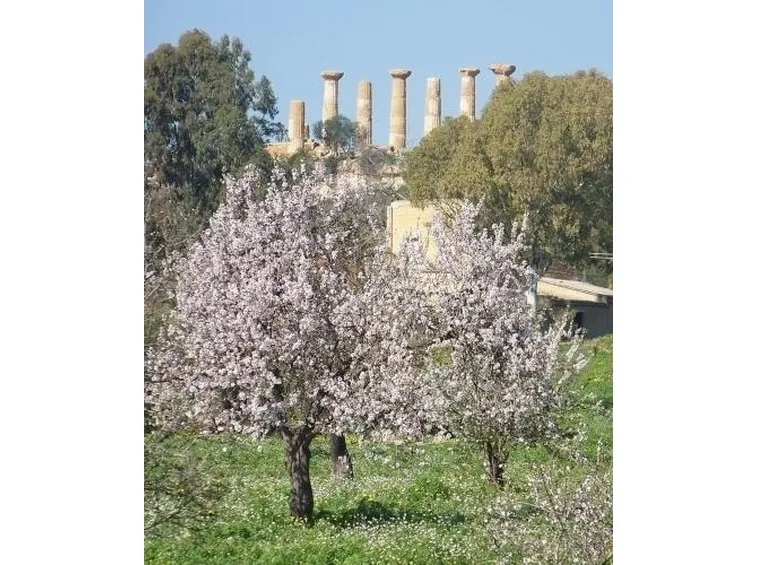 Le caratteristiche generali della pianta del mandorlo
