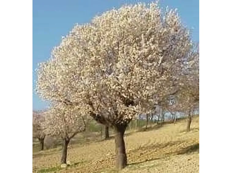 Mandorlo-9