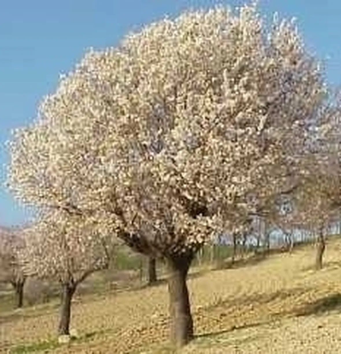 Mandorlo-9