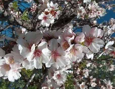 Mandorlo