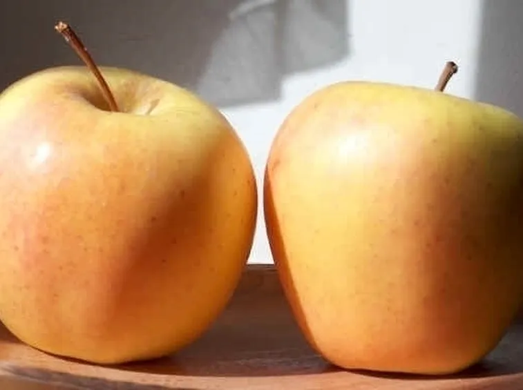 Moltiplicazione melo