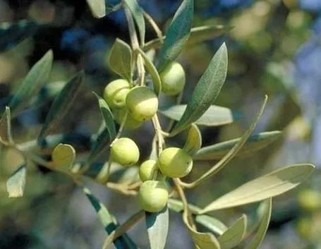 Olivo