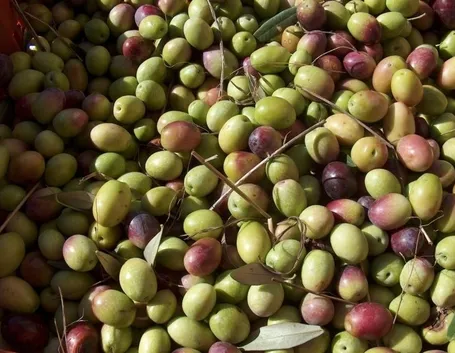 Olivo