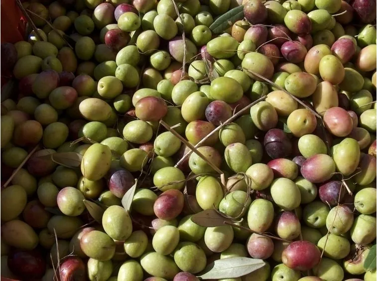 Olivo