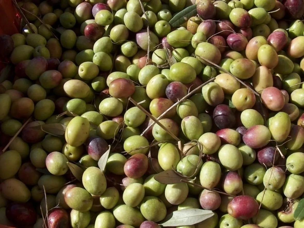 Olivo