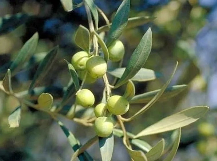 Olivo