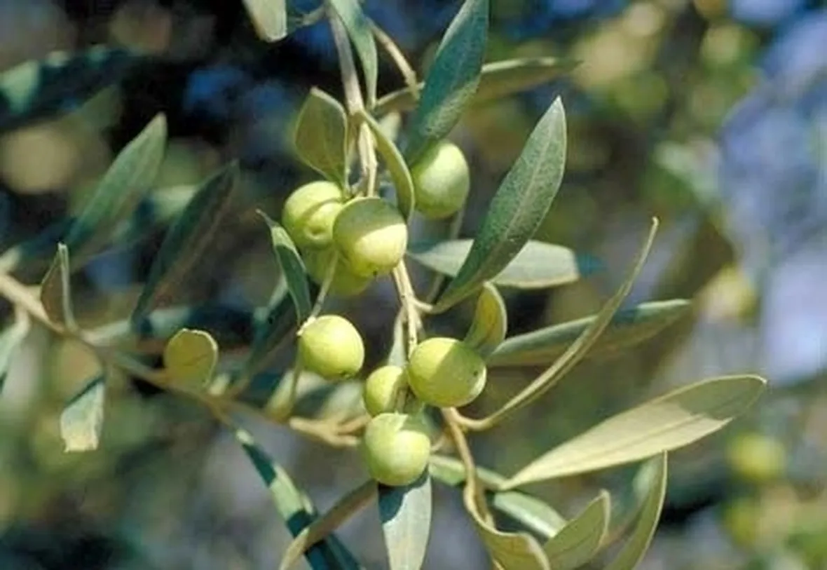 Olivo