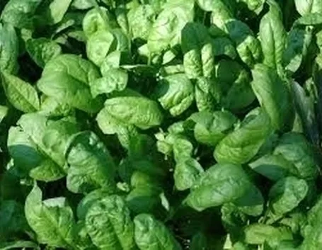 Proprietà spinaci