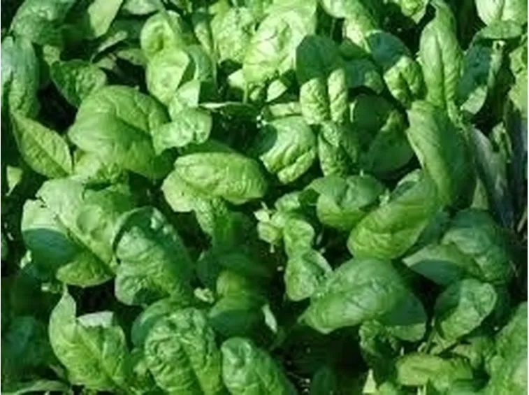 Proprietà spinaci