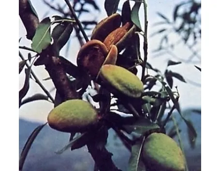 Risposta : Mandorlo strano