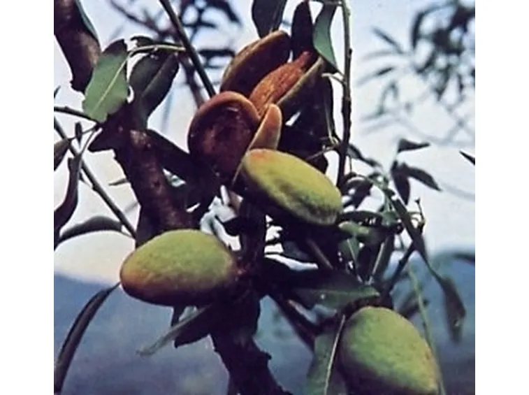 Risposta : Mandorlo strano