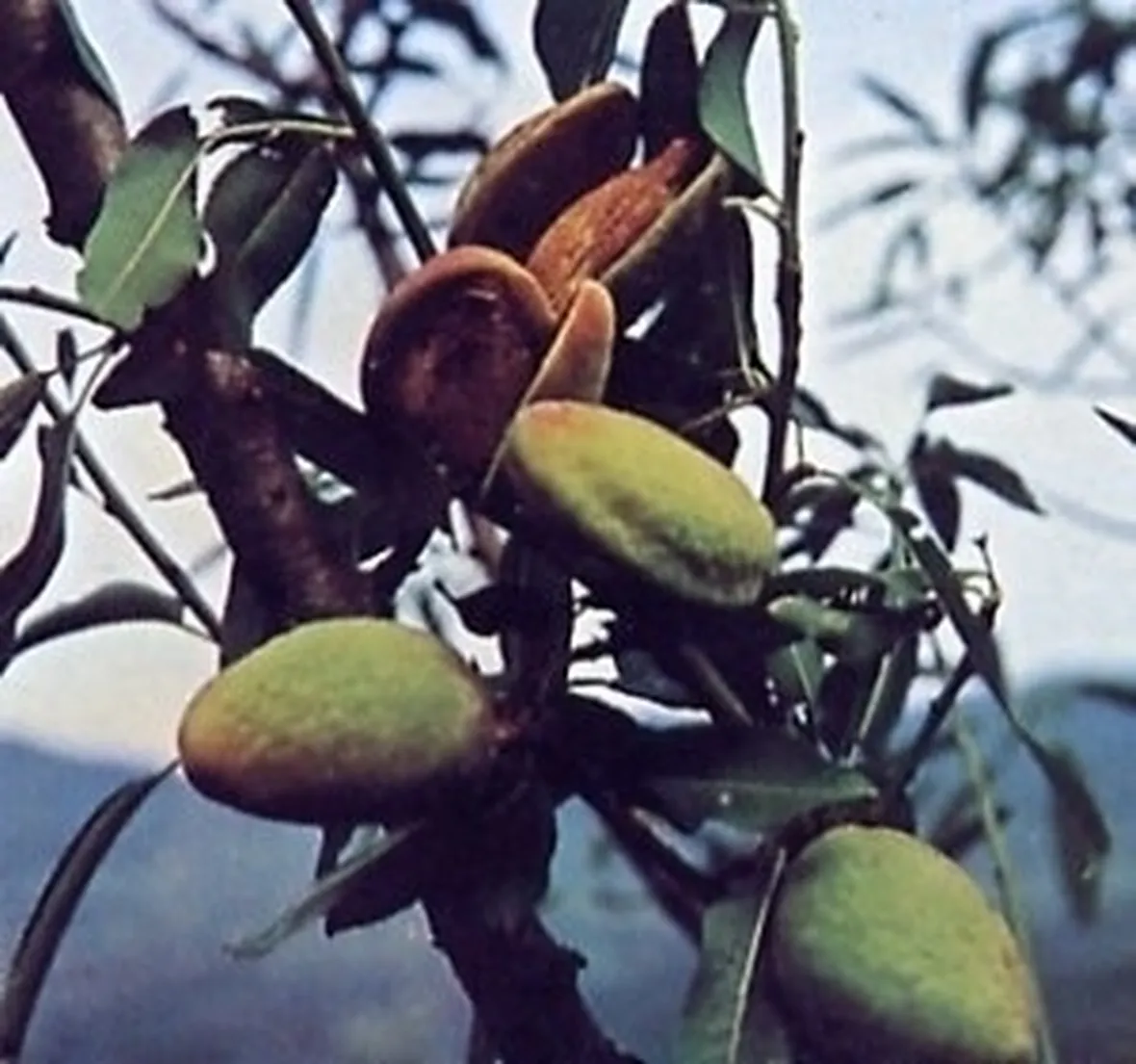 Risposta : Mandorlo strano