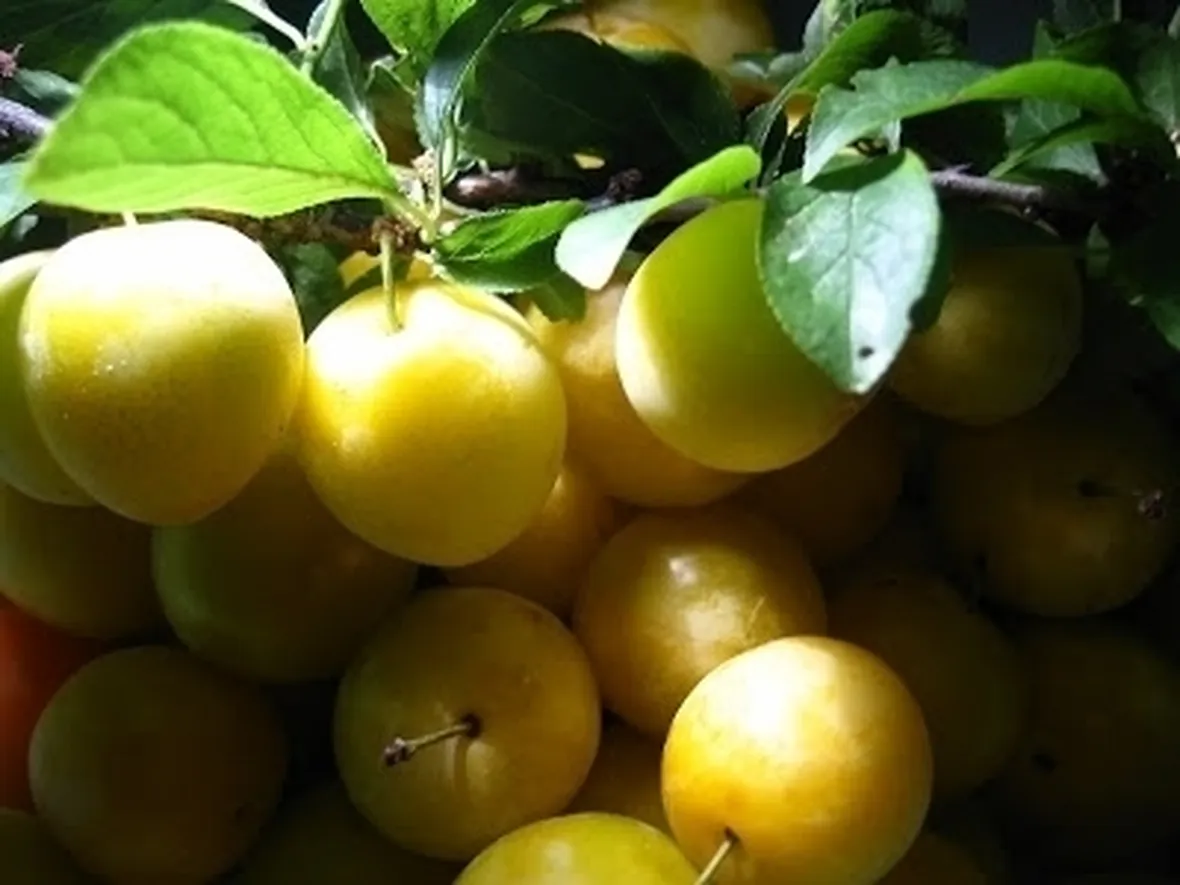 Susino-8